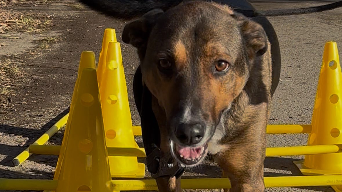 Ein Hund bewegt sich zwischen Cavaletti-Stangen